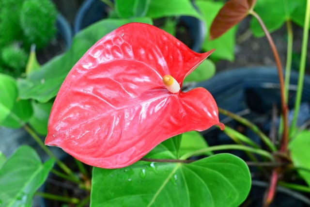 Oilcloth Flower in Cats - Symptoms, Causes, Diagnosis, Treatment, Recovery, Management, Cost