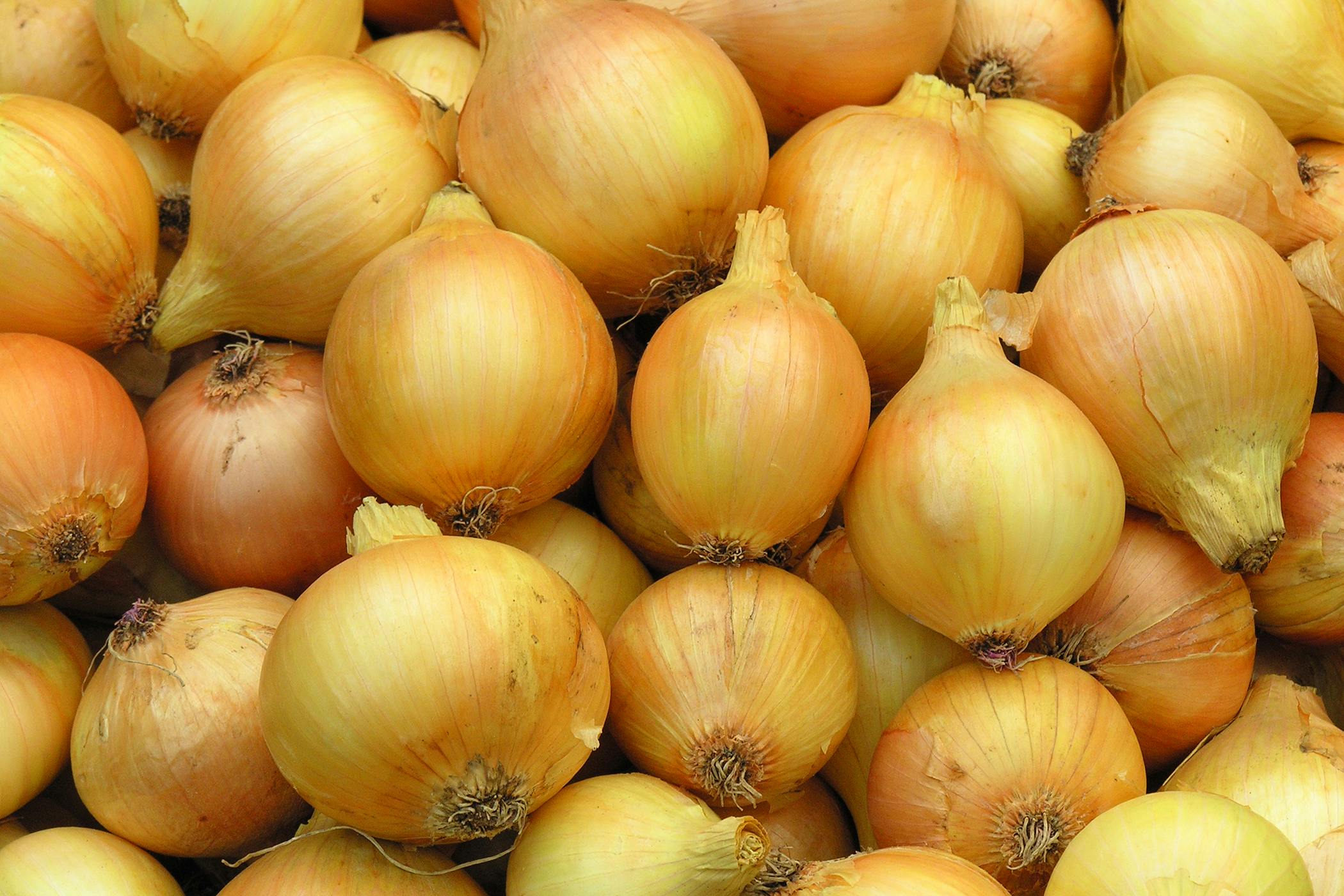 Onion Poisoning