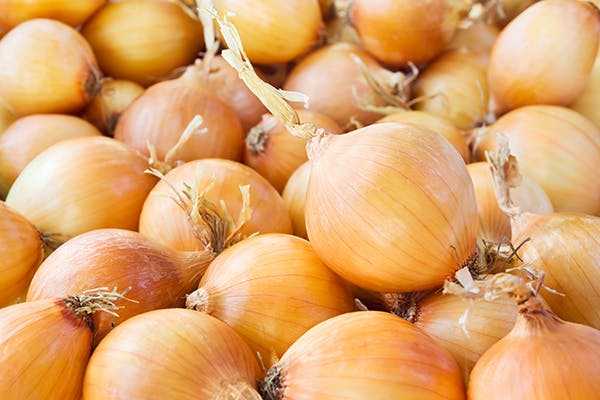 can dogs eat onions symptoms