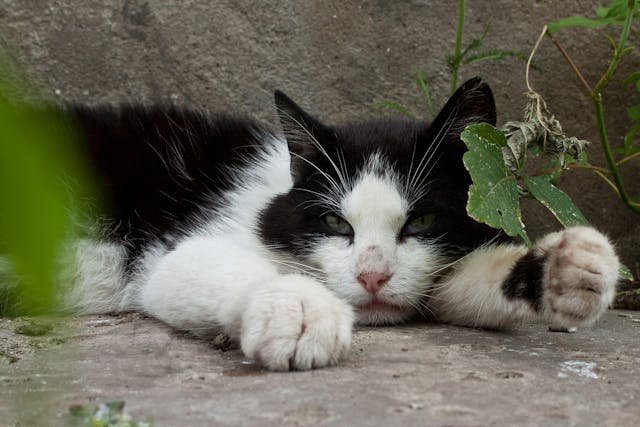 Open Drainage Of Cysts In Cats Conditions Treated Procedure Efficacy Recovery Cost Considerations Prevention