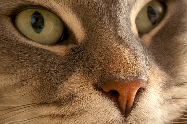 Optic Nerve Swelling In Cats Symptoms Causes Diagnosis Treatment Recovery Management Cost