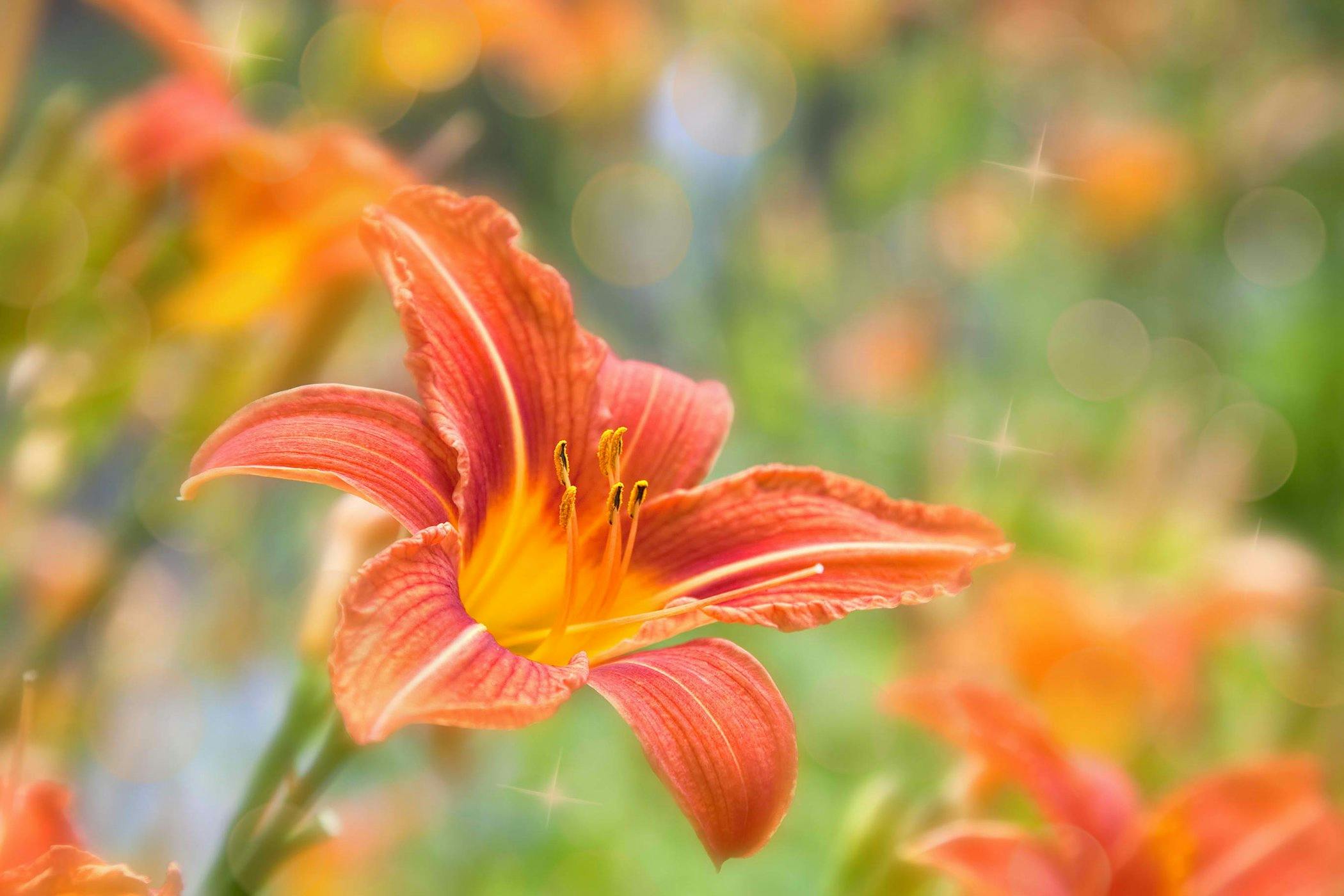Is Orange Day Lily Toxic to Cats? 