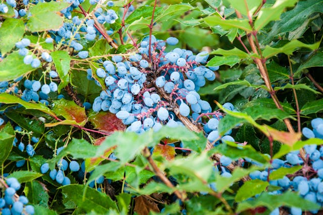 Oregon Holly Poisoning in Cats - Symptoms, Causes, Diagnosis, Treatment, Recovery, Management, Cost