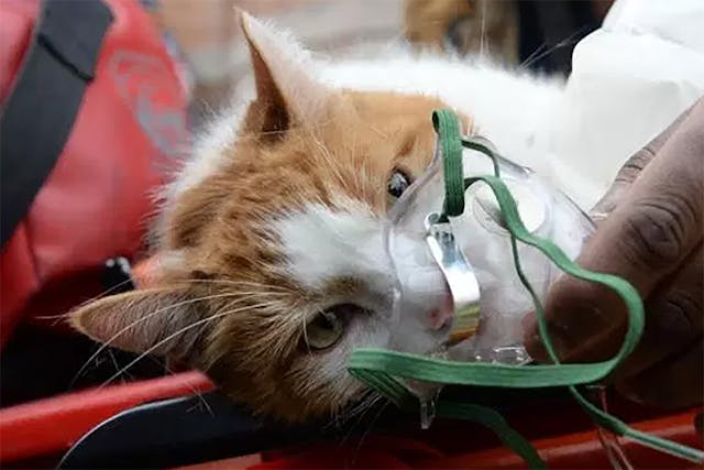 Oxygen Therapy For Cats Conditions Treated Procedure Efficacy