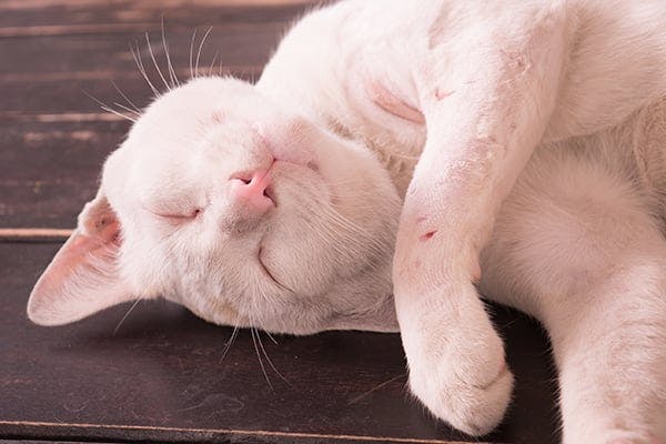 Papulonodular Dermatoses in Cats - Symptoms, Causes, Diagnosis, Treatment, Recovery, Management, Cost