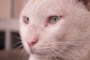 Paralysis Of The Jaw In Cats Symptoms Causes Diagnosis Treatment 