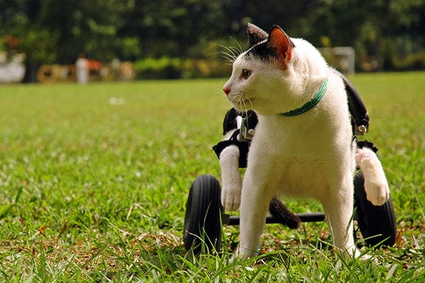 mármore Luta Também cat rear leg weakness Tubulação Aeródromo ...