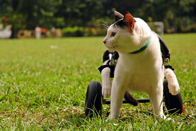 Paralysis in Cats - Signs, Causes, Diagnosis, Treatment, Recovery, Management, Cost