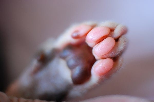 kitten swollen paw