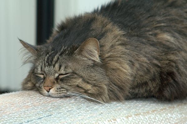 Peritonitis in Cats - Symptoms, Causes, Diagnosis, Treatment, Recovery, Management, Cost
