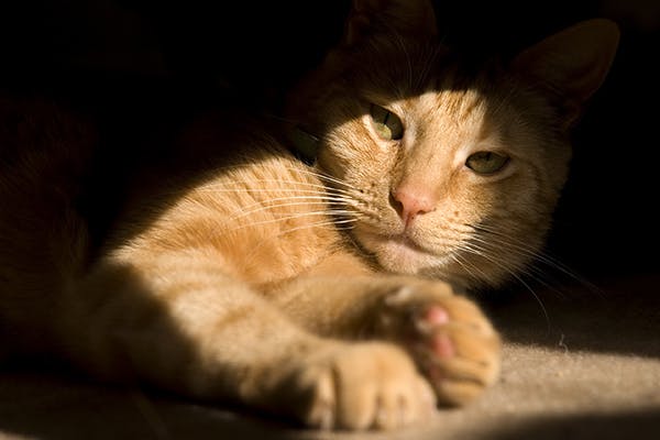 Photosensitization in Cats - Symptoms, Causes, Diagnosis, Treatment, Recovery, Management, Cost