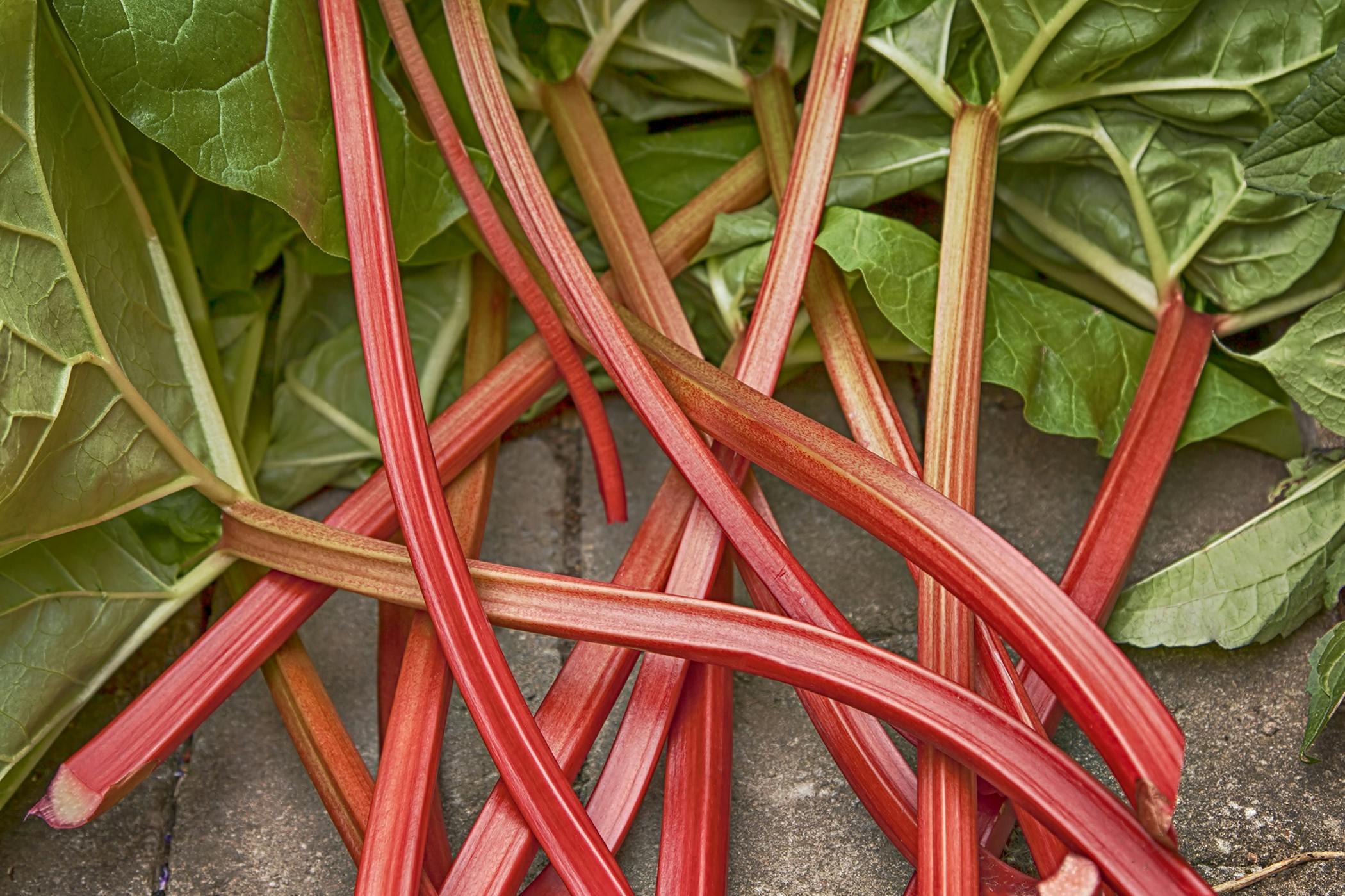 Is Pie Plant Or Rhubarb Toxic to Cats? 