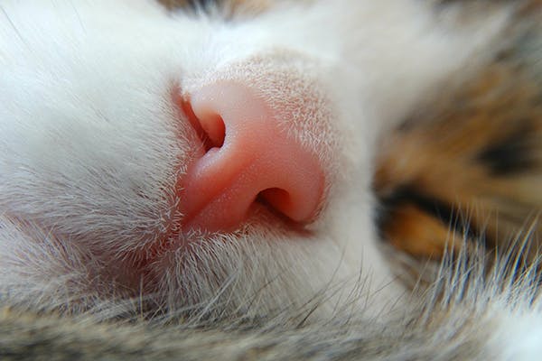 Pink Growths in the Nose in Cats Symptoms, Causes, Diagnosis