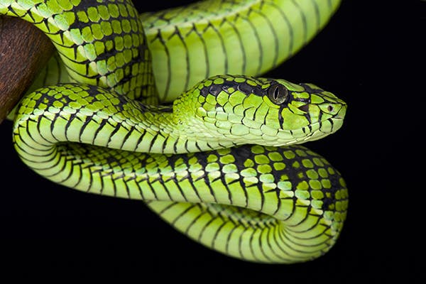 Pit Viper Bite Poisoning in Cats - Symptoms, Causes, Diagnosis, Treatment, Recovery, Management, Cost