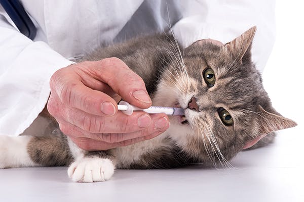 Plague in Cats - Symptoms, Causes, Diagnosis, Treatment, Recovery, Management, Cost