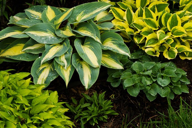 Plantain Lily Poisoning in Cats - Symptoms, Causes, Diagnosis, Treatment, Recovery, Management, Cost