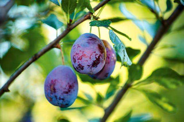 Plum Poisoning in Cats - Symptoms, Causes, Diagnosis, Treatment, Recovery, Management, Cost