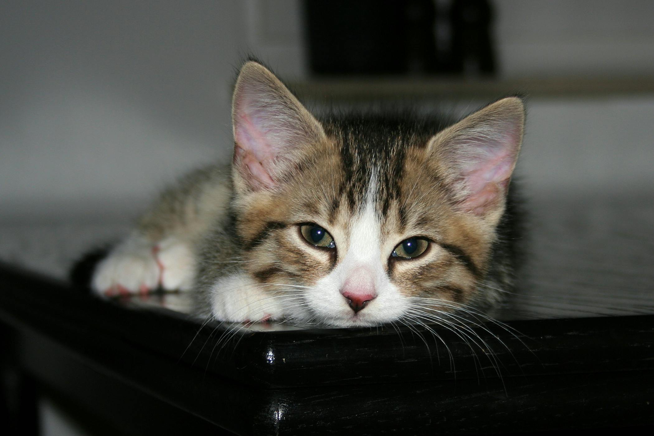 kitten swollen paw