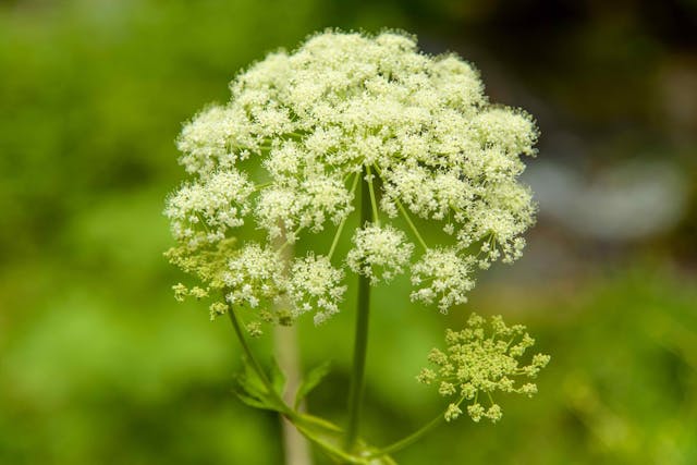 Poison Parsnip Poisoning in Cats - Symptoms, Causes, Diagnosis, Treatment, Recovery, Management, Cost