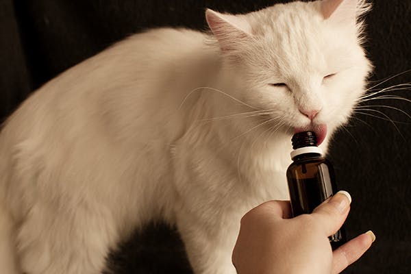 What causes a cat to stop 2024 eating and drinking