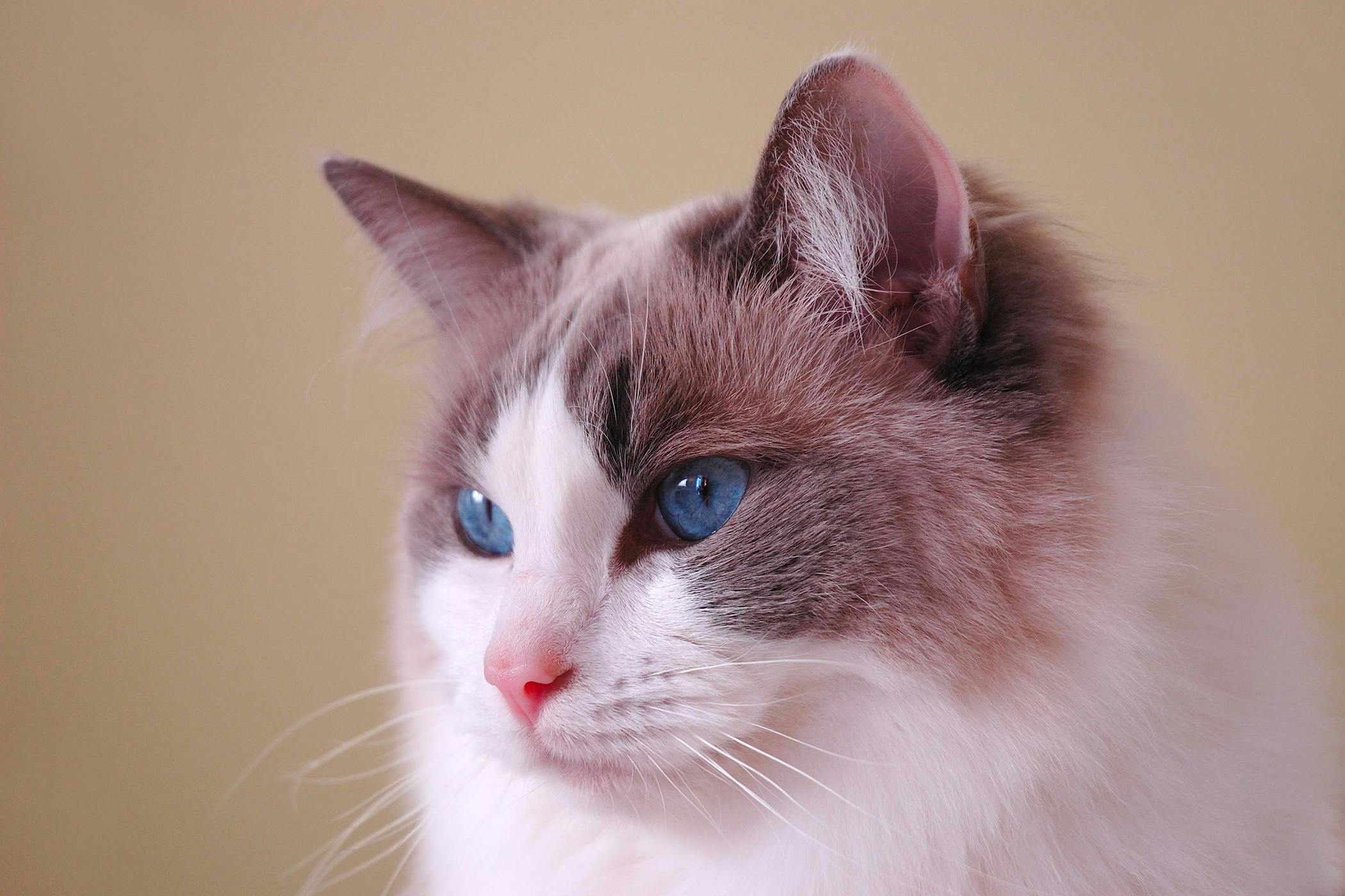 Polycystic Kidney Disease In Cats Symptoms Causes Diagnosis Treatment Recovery Management Cost