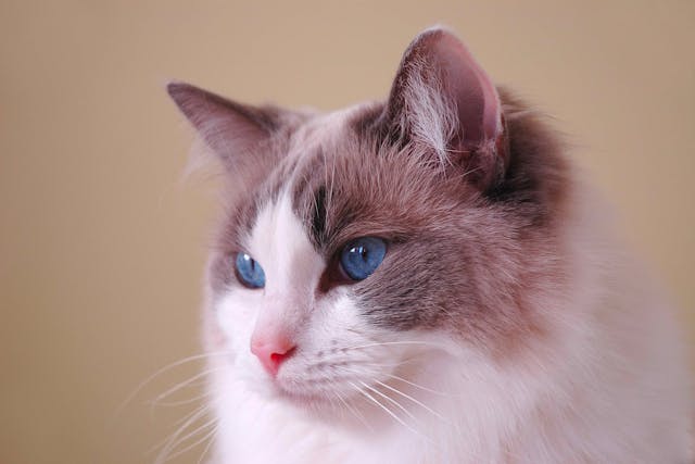 Polycystic Kidney Disease In Cats Symptoms Causes Diagnosis Treatment Recovery Management Cost Polycystic Kidney Disease In Cats Symptoms Causes Diagnosis Treatment Recovery Management Cost
