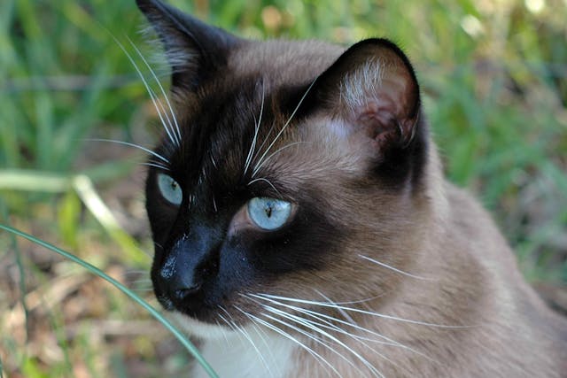 Polyneuropathy In Cats Symptoms Causes Diagnosis Treatment