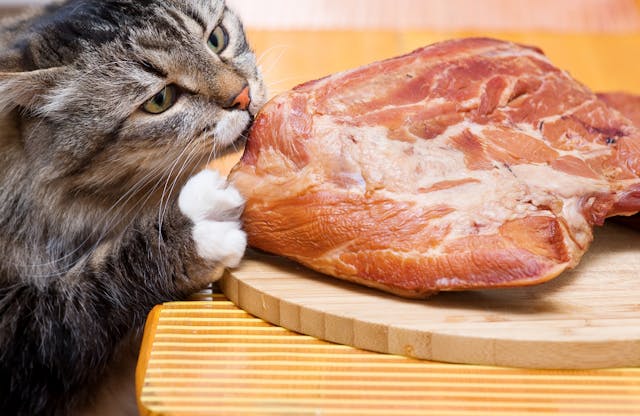 Can dogs and cats eat pork clearance