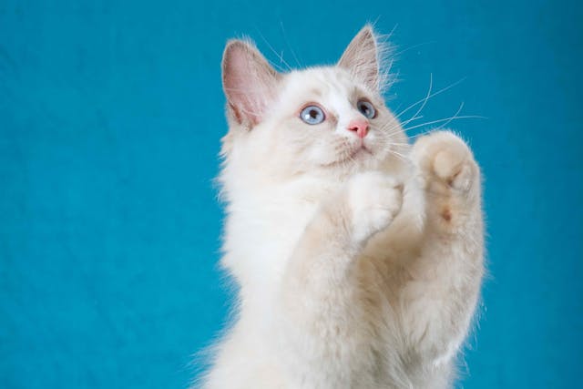 Proprioceptive Deficits in Cats - Symptoms, Causes, Diagnosis, Treatment, Recovery, Management, Cost