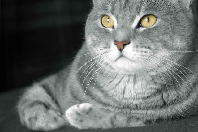 Prostate Enlargement In Cats Symptoms Causes Diagnosis Treatment Recovery Management Cost