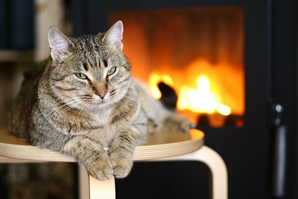Protein Deposits in Cats - Symptoms, Causes, Diagnosis, Treatment, Recovery, Management, Cost