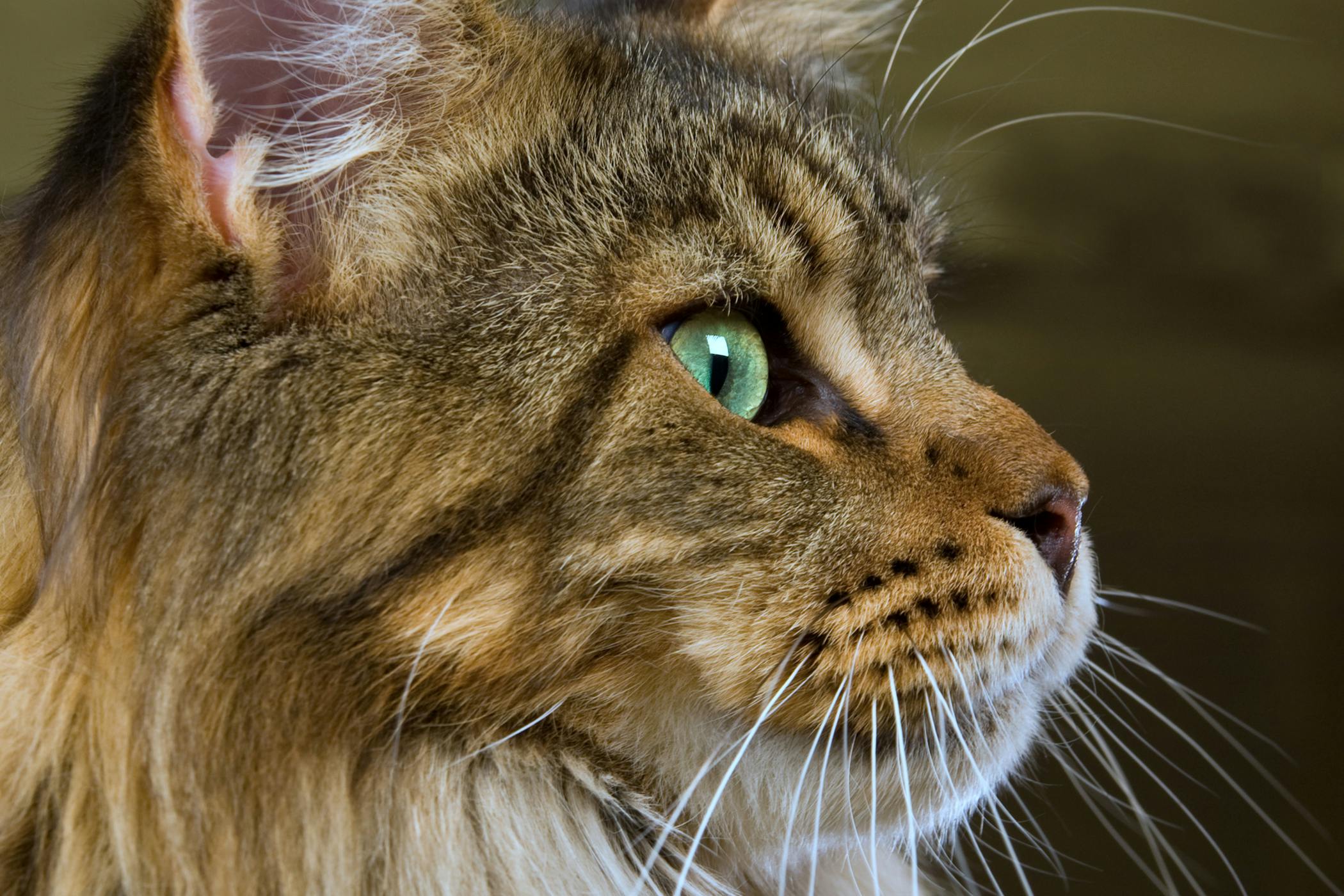 Protein for cats with kidney outlet disease