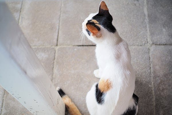 cat not cleaning bum properly