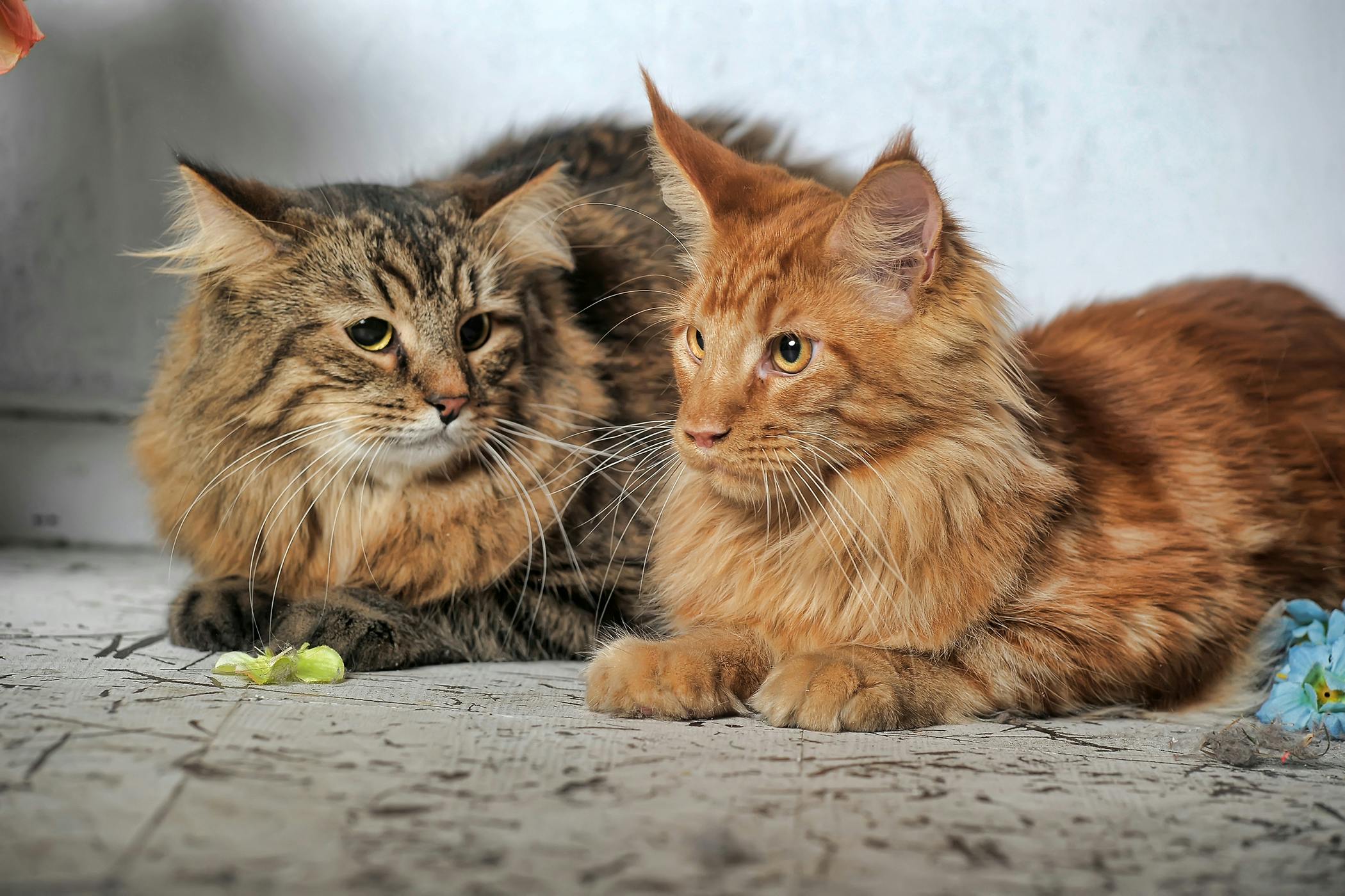 Hairballs in Cats - Symptoms, Causes, Diagnosis, Treatment, Recovery,  Management, Cost