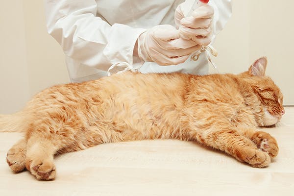 Pyruvate Kinase Deficiency in Cats - Symptoms, Causes, Diagnosis, Treatment, Recovery, Management, Cost