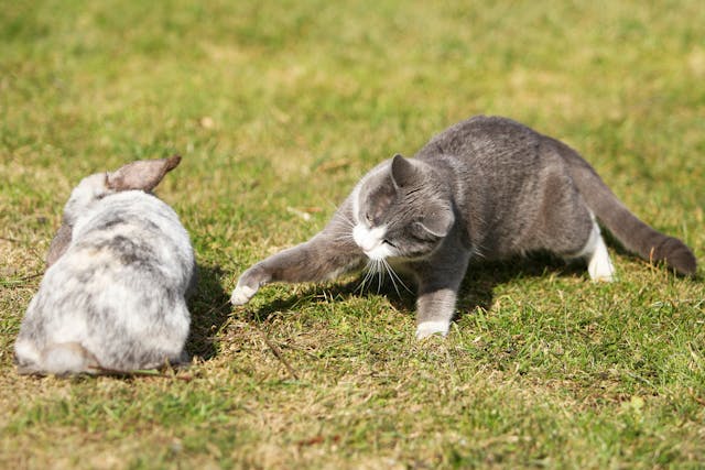 rabbit allergy in cats symptoms