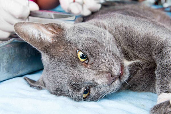 Rabies In Cats Symptoms Causes Diagnosis Treatment Recovery Management Cost