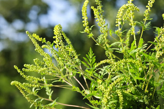 Ragweed Allergies in Cats - Symptoms, Causes, Diagnosis, Treatment, Recovery, Management, Cost