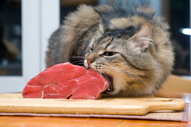 Raw Food Allergy In Cats Symptoms Causes Diagnosis Treatment