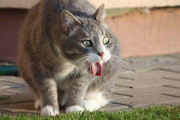 Regurgitation in Cats - Symptoms, Causes, Diagnosis, Treatment, Recovery, Management, Cost