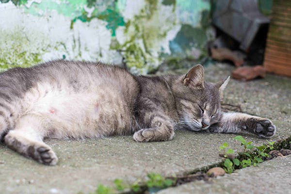 Retained Placenta In Cats Symptoms Causes Diagnosis Treatment