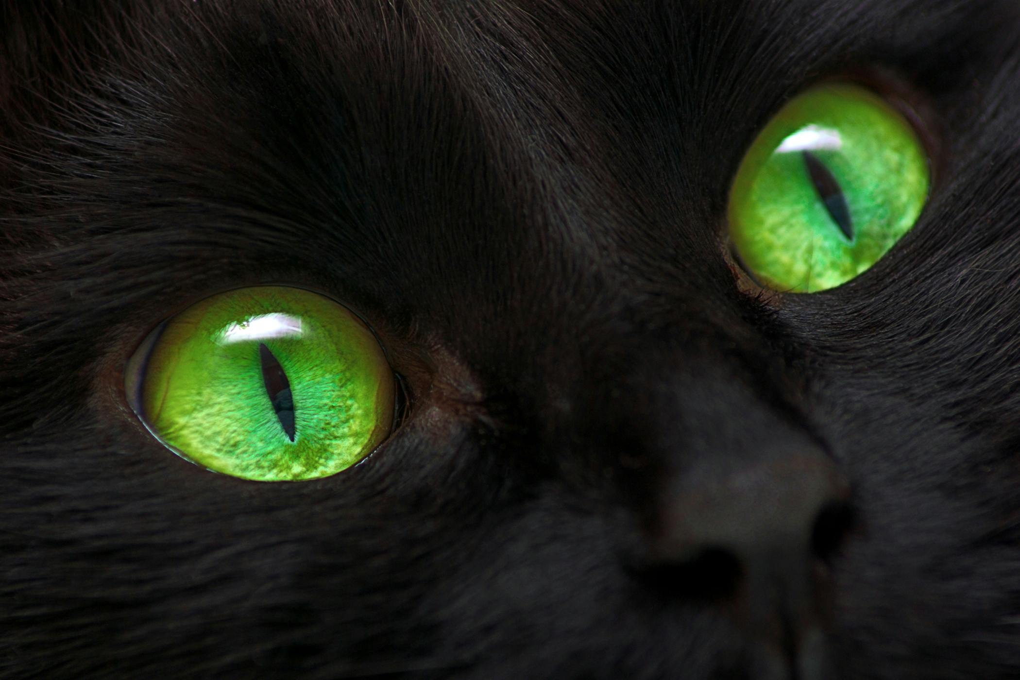 Retinal Detachment In Cats Symptoms Causes Diagnosis Treatment Recovery Management Cost