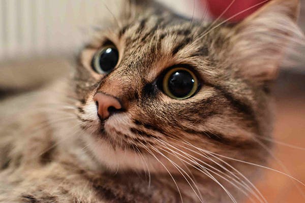 Retinal Swelling in Cats - Symptoms, Causes, Diagnosis, Treatment, Recovery, Management, Cost