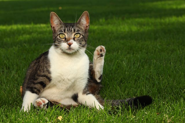 Revolution Allergy In Cats Symptoms Causes Diagnosis