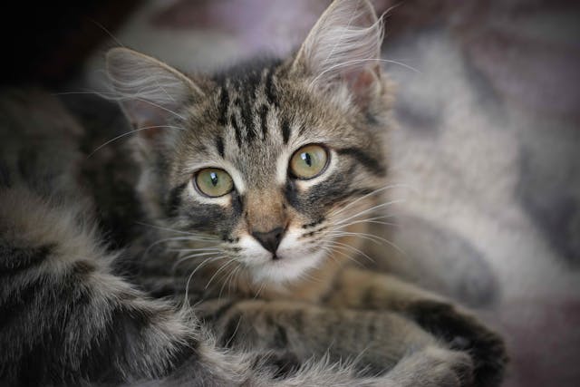 Rhinosporidiosis In Cats Symptoms Causes Diagnosis Treatment Recovery Management Cost