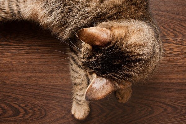 cat ringworm symptoms photos