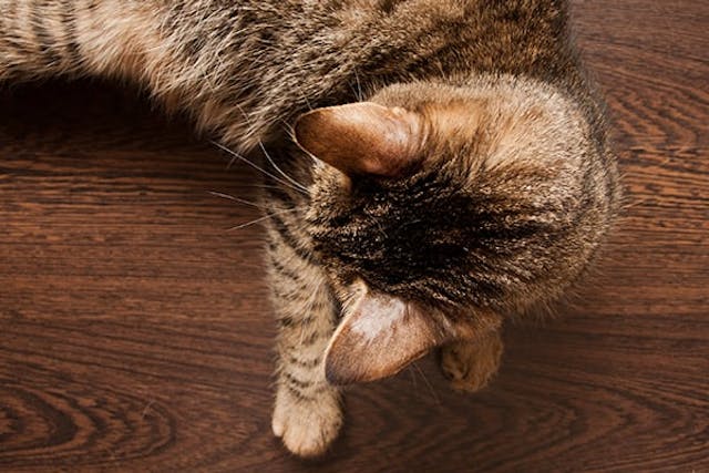 Ringworm in Cats - Symptoms, Causes, Diagnosis, Treatment, Recovery, Management, Cost