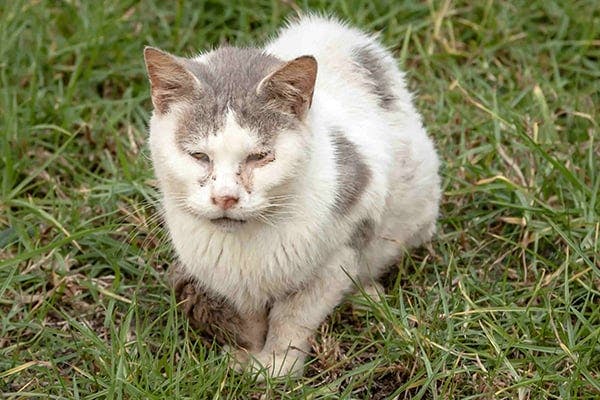 cat stuffy nose not eating