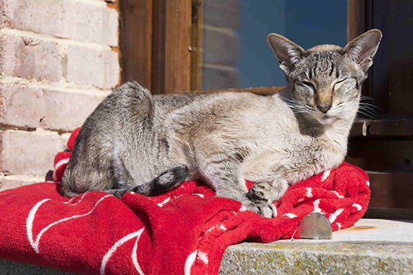 Sarcocystis Infection in Cats - Symptoms, Causes, Diagnosis, Treatment, Recovery, Management, Cost