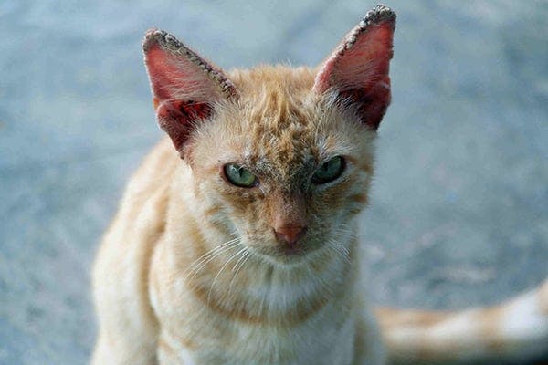 Scaly Skin in Cats Symptoms, Causes, Diagnosis, Treatment, Recovery
